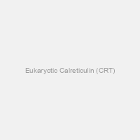 Eukaryotic Calreticulin (CRT)